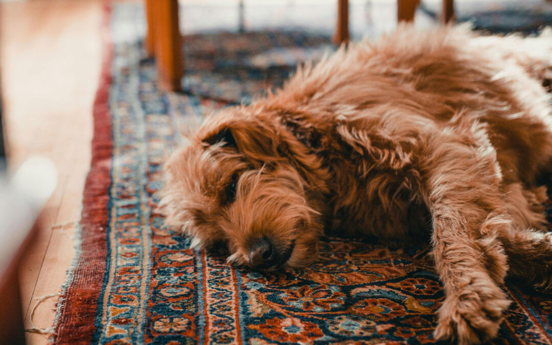 How to Remove Pet Stains and Odors from Rugs (Without Damaging Them)
